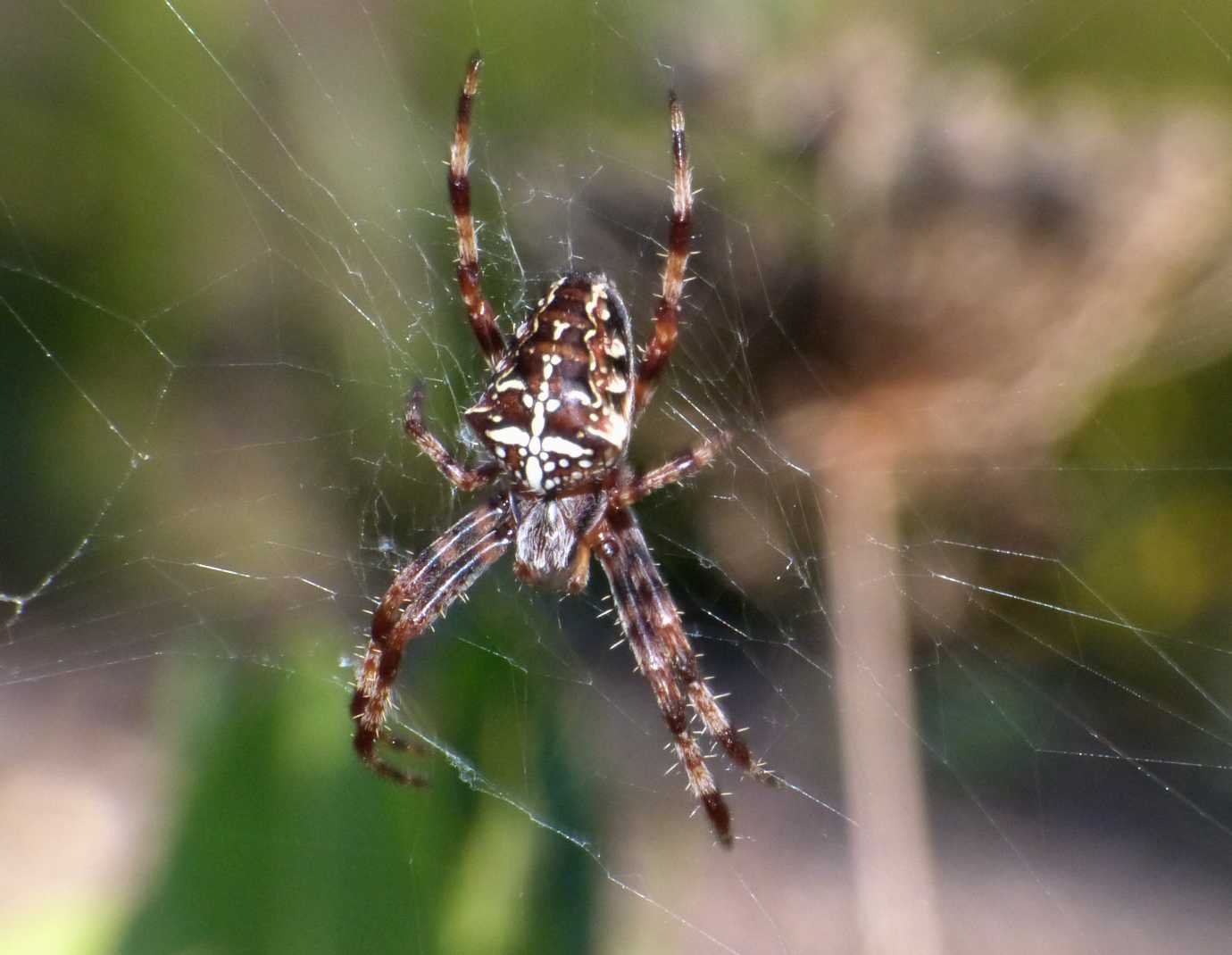 Araneus diadematus